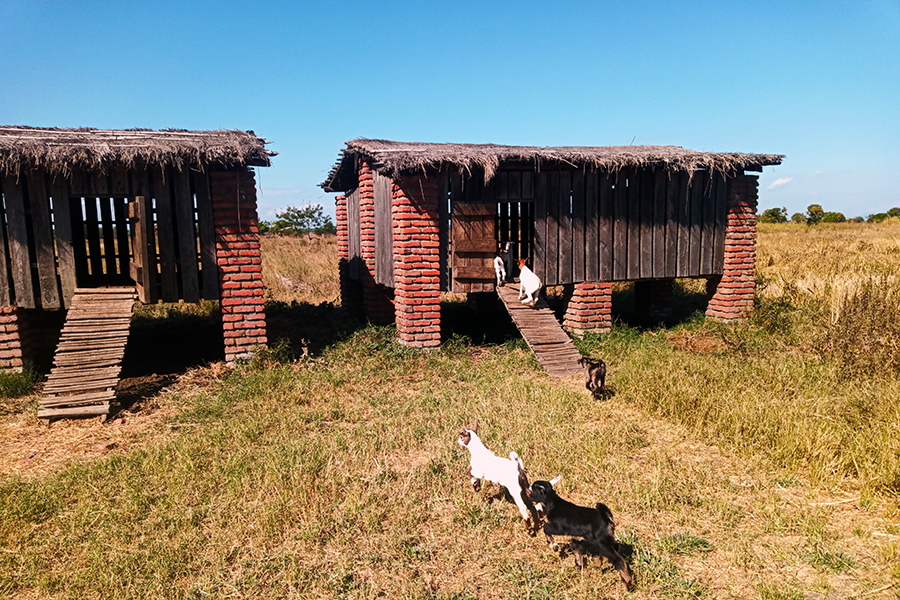 Die ersten Ziegen in der Ziegenfarm. Ziel ist eine Herde von bis zu 150 Ziegen, für die auch kleine Ziegenhäuser gebaut werden sollen.